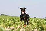 BEAUCERON 039